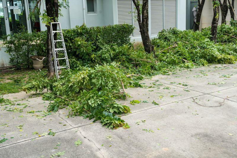 Willow Tree Removal in Allentown, PA