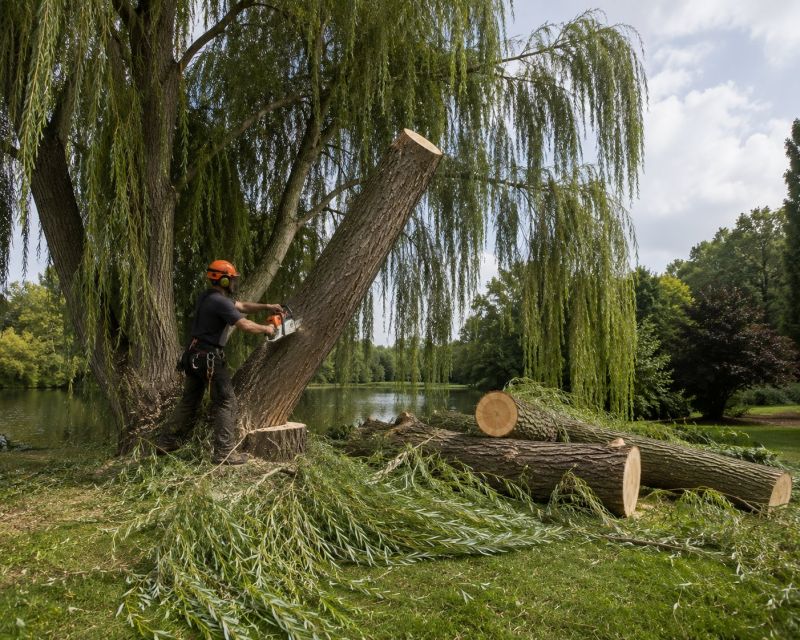 Willow Tree Removal in Montgomery County, PA