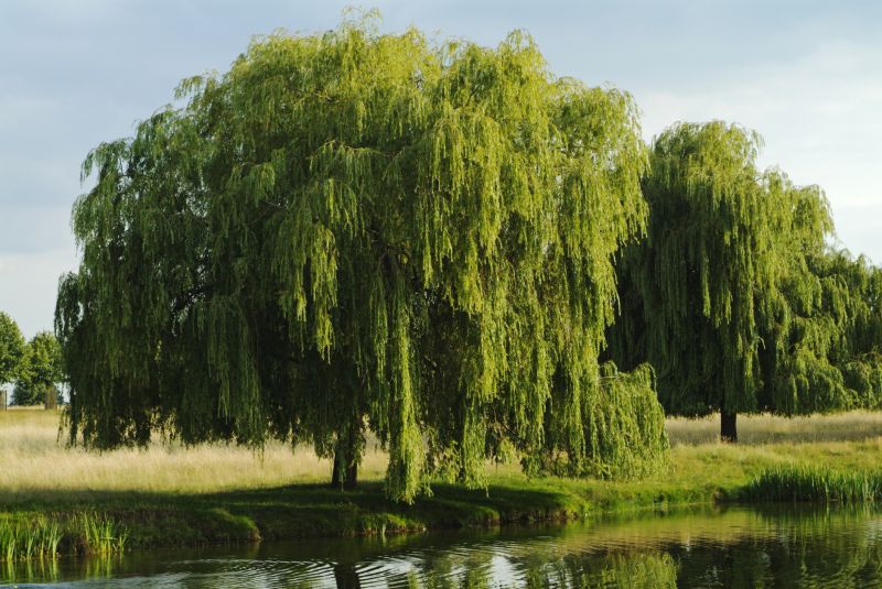 Willow Tree Removal in Montgomery County, PA